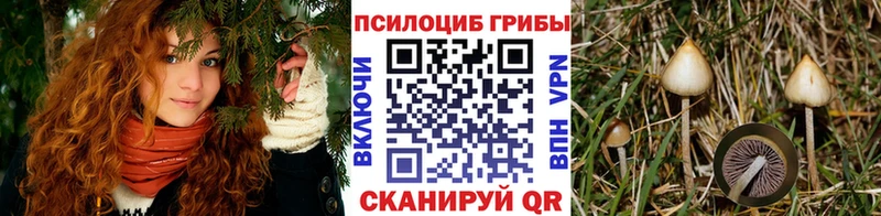 Псилоцибиновые грибы Cubensis  Вилючинск 